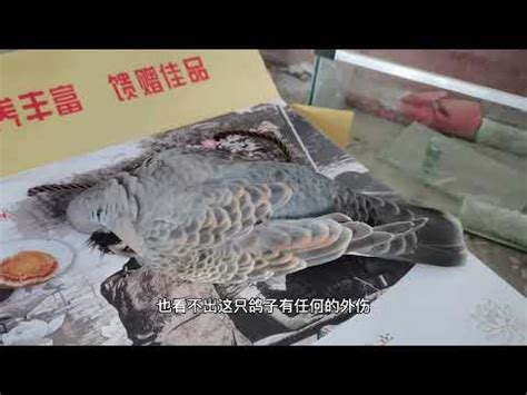 鳥死在門口|家裡出現死鳥 鳥死在院子裡是擋災